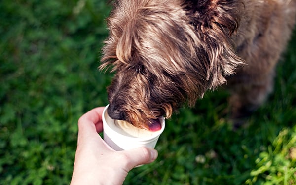 doggo-with-pup-cup